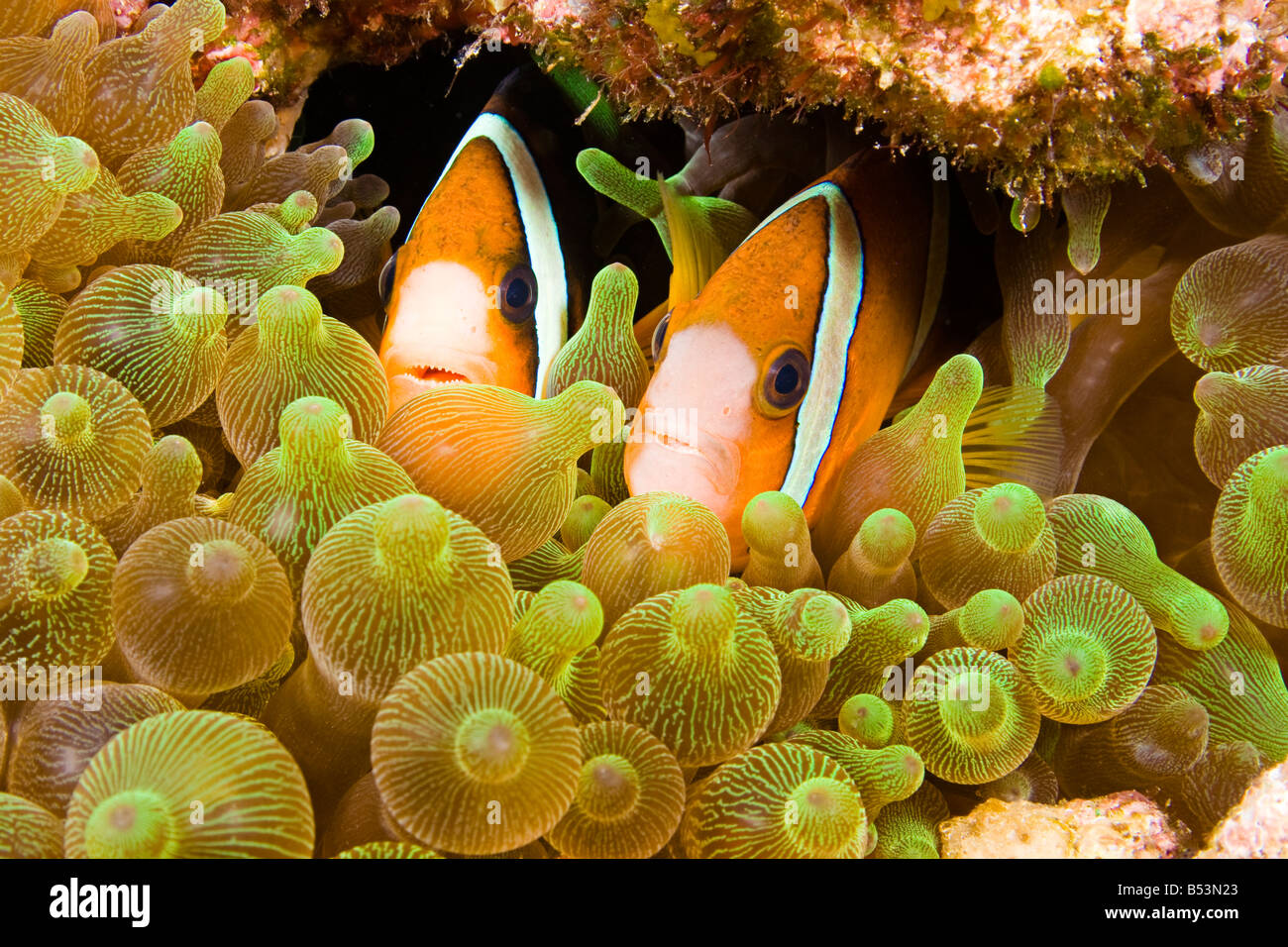 Poisson clown de Clark, Amphiprion clarkii, en anémone de mer Entacmaea quadricolor, Komodo, Indonésie. Banque D'Images