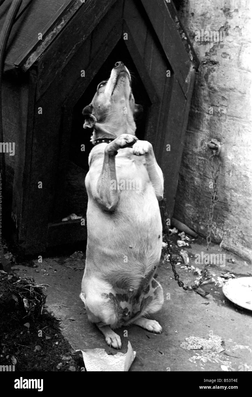 Chien assis sur ses pattes de mendier à l'extérieur de sa cage.&# 13 ;&# 10;Octobre 1939 OL304I-002 Banque D'Images