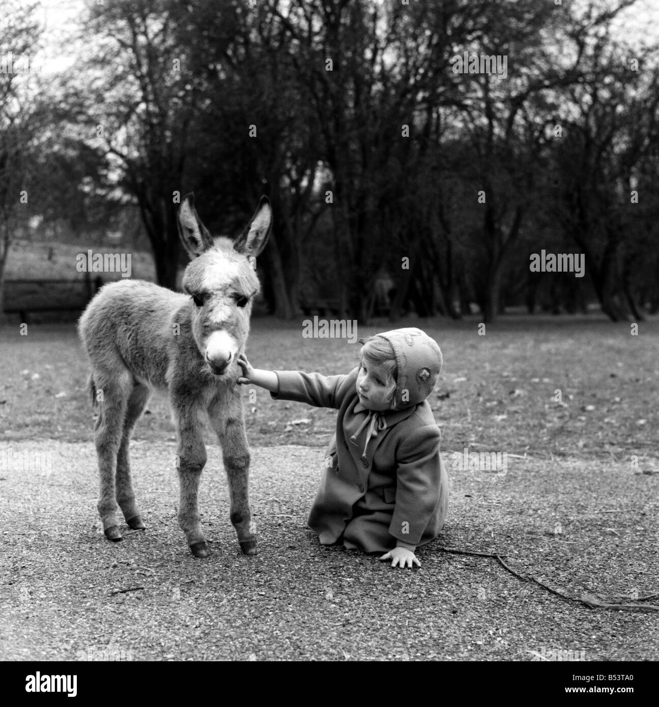 Pigmy donkey au zoo Whipsanade vu ici avec un petit enfant. Avril 1953 D1890-001 Banque D'Images Pigmy donkey au zoo Whipsanade vu ici avec un petit enfant. Avril 1953 D1890-001 Banque D'Images