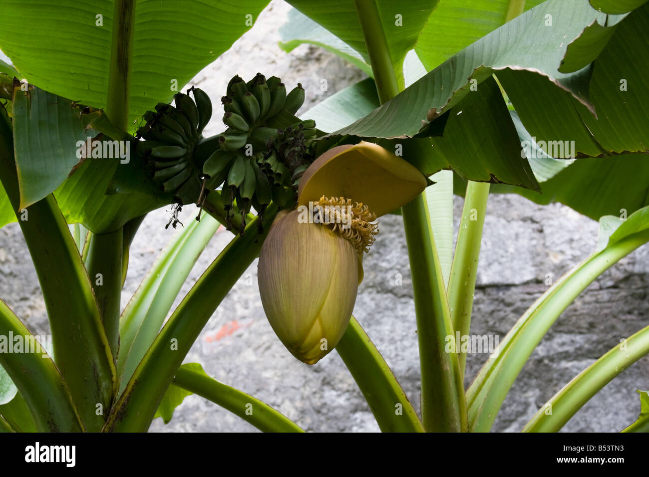 La floraison des plantes de la banane (Musa) Banque D'Images