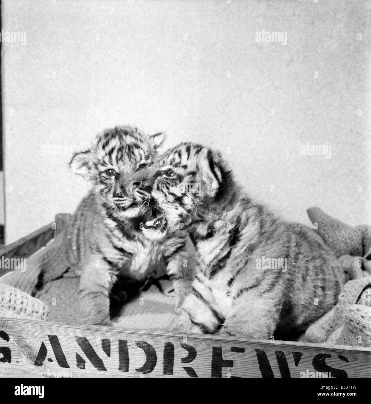 Deux tigres du Bengale Royal 'tank' et 'Siren' au Zoo de Colchester. &# 13 ;&# 10;Novembre 1969 &# 13 ;&# 10;Z10627-001 Banque D'Images