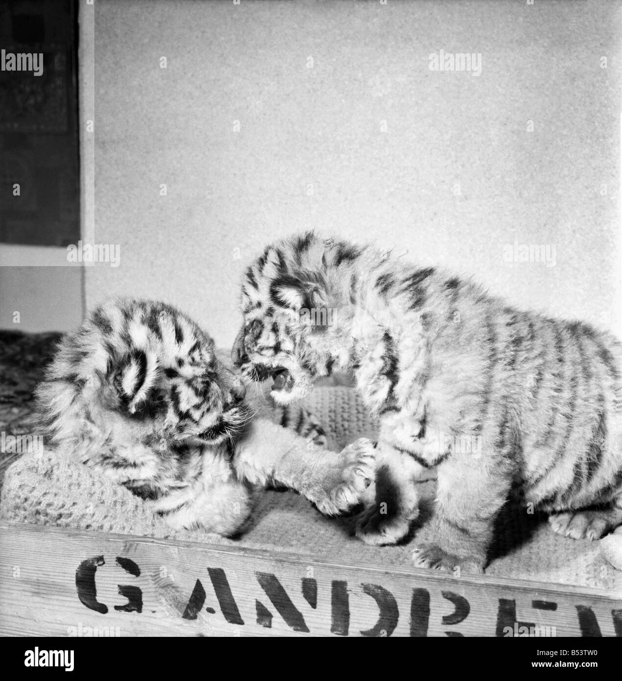 Deux tigres du Bengale Royal 'tank' et 'Siren' au Zoo de Colchester. &# 13 ;&# 10;Novembre 1969 &# 13 ;&# 10;Z10627-002 Banque D'Images