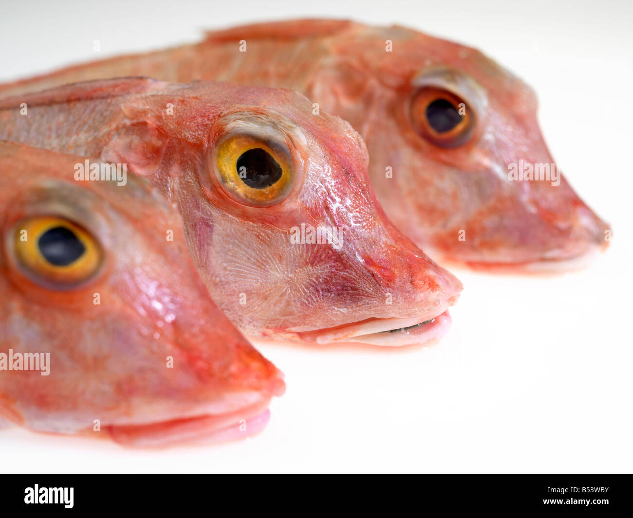 Le grondin 3 têtes de poisson avec le point de mire sur le milieu des poissons. Banque D'Images
