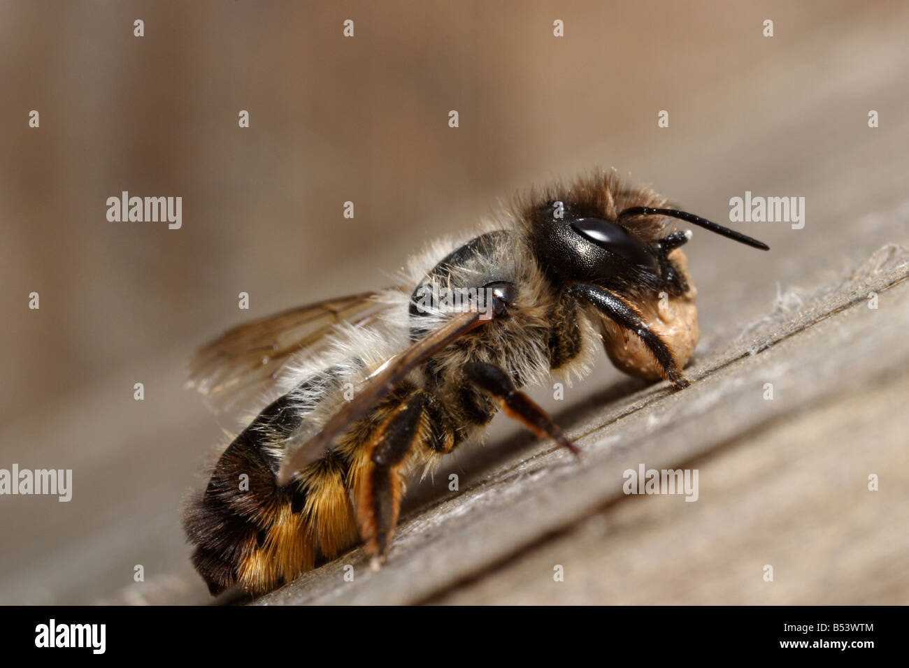 Osmia rufa ou plus récent Osmia bicornis, l'abeille maçonne rouge, portant ainsi la saleté de son nid pour la fermer. Banque D'Images