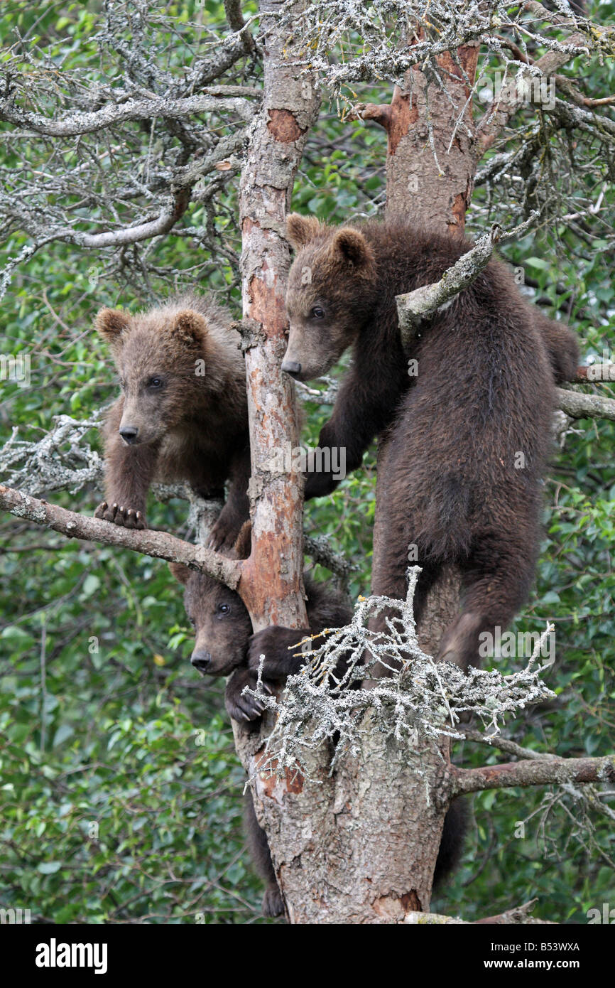 3 oursons Grizzlis en arbre, Katmai National Park, Alaska # 4 Banque D'Images