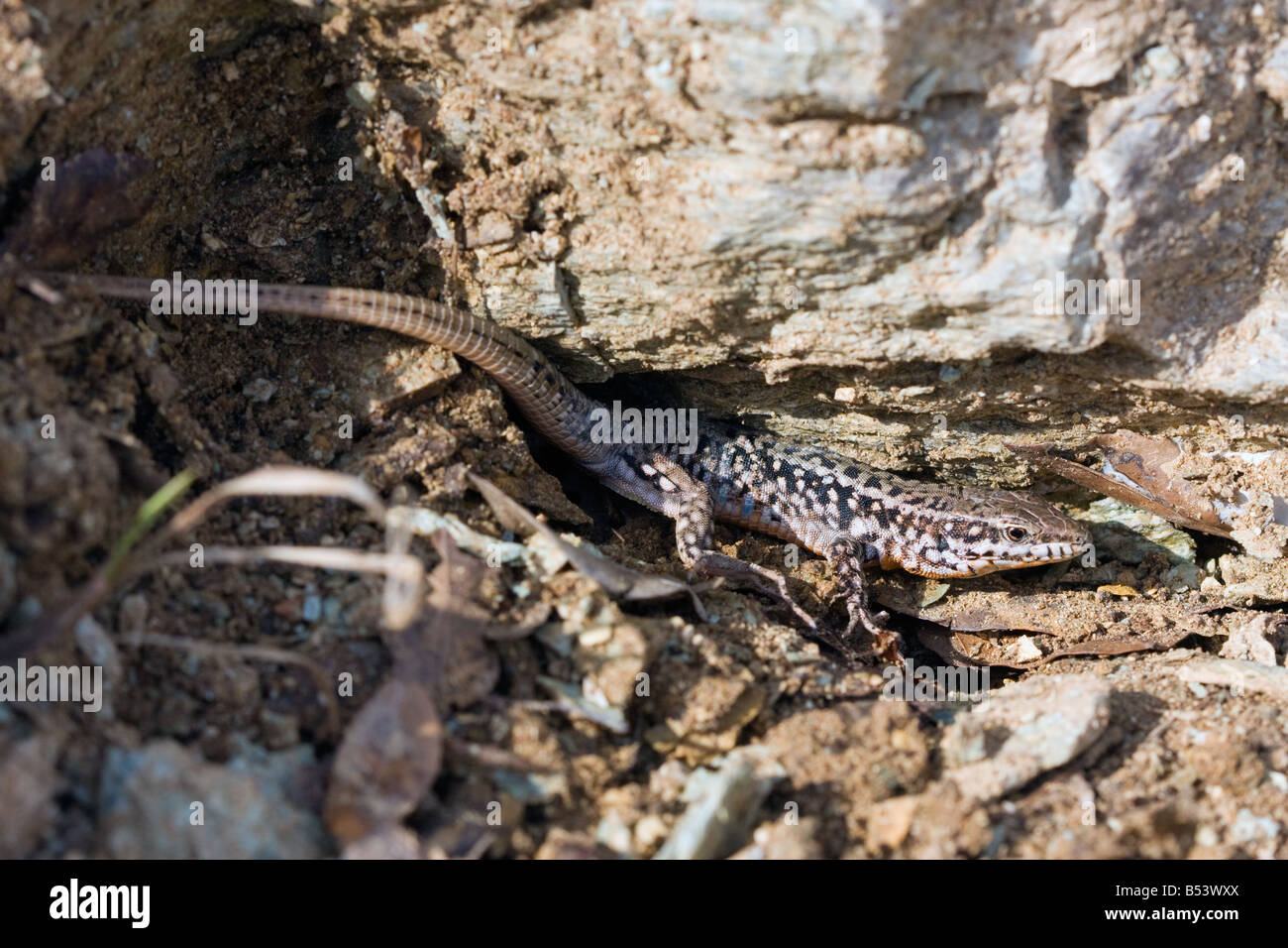 Erhard's mâles adultes, lézard des murailles Podarcis erhardii de Grèce Banque D'Images