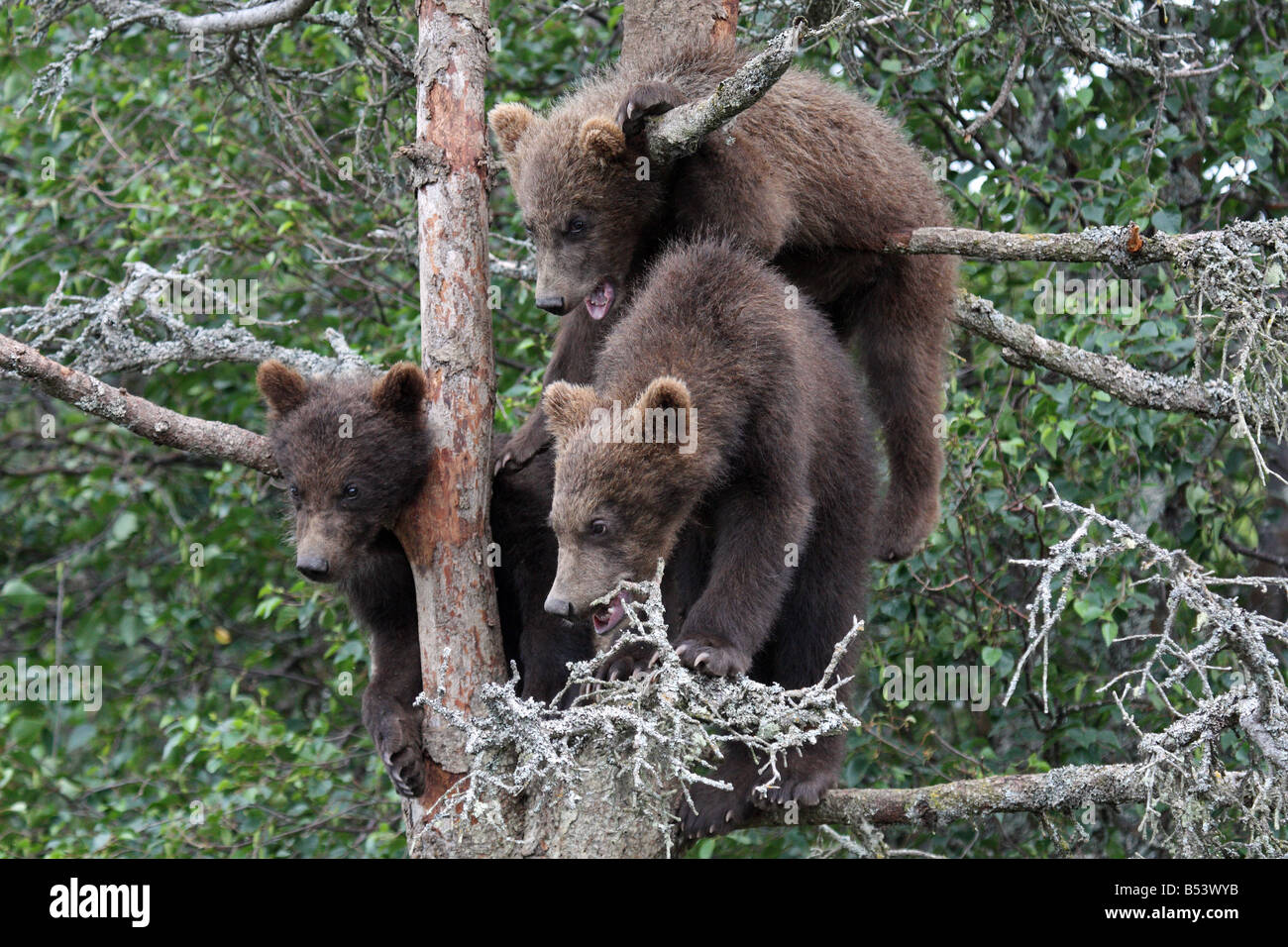 3 oursons Grizzlis en arbre, Katmai National Park, Alaska # 5 Banque D'Images