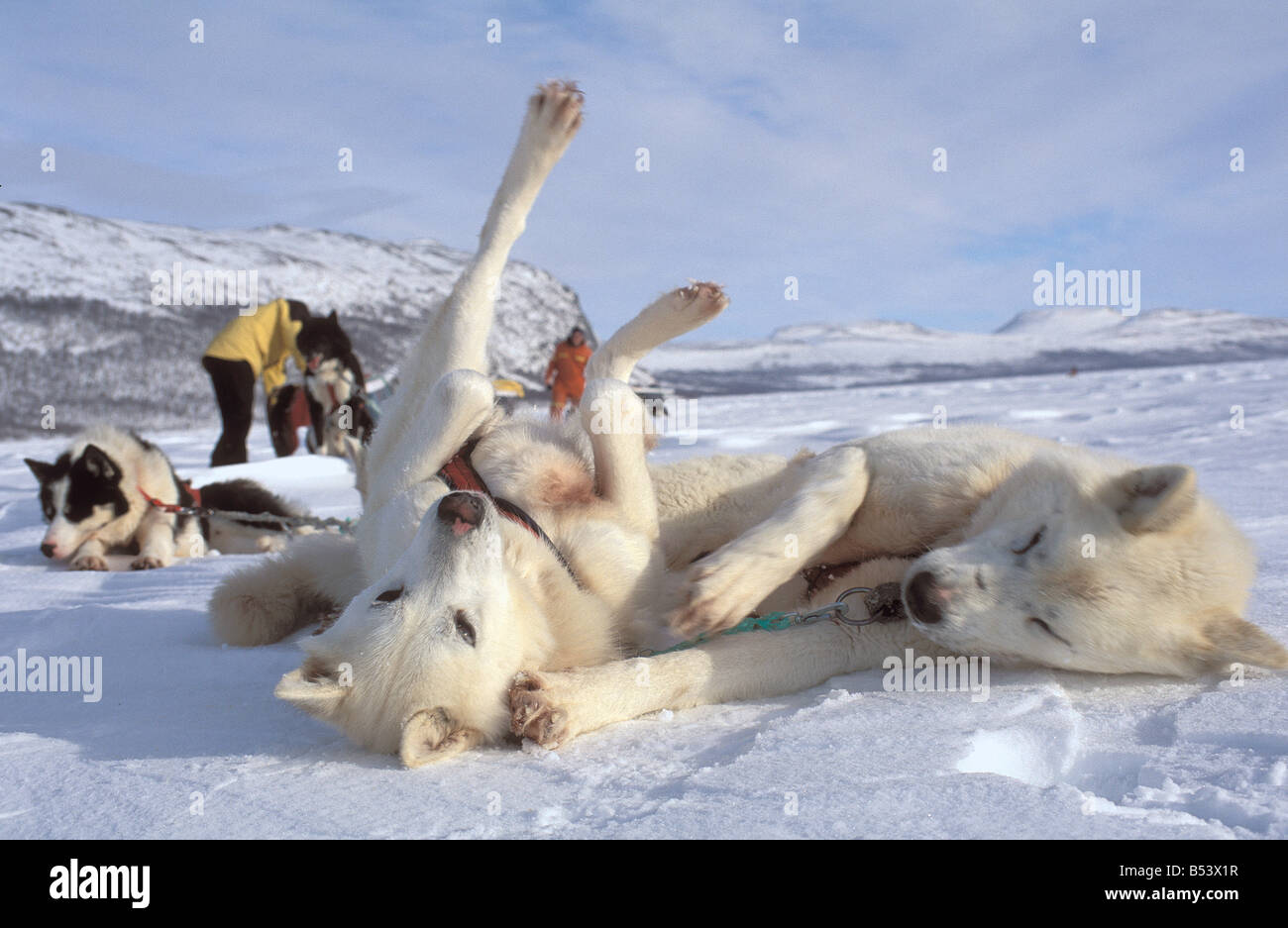 - Huskies couché dans la neige Banque D'Images