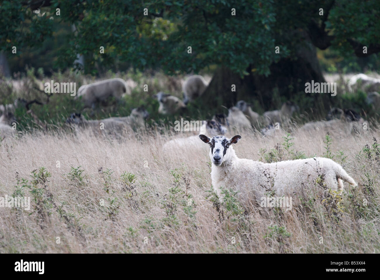 Moutons parmi l'herbe dans la forêt de Savernake, Wiltshire, Angleterre, Royaume-Uni Banque D'Images