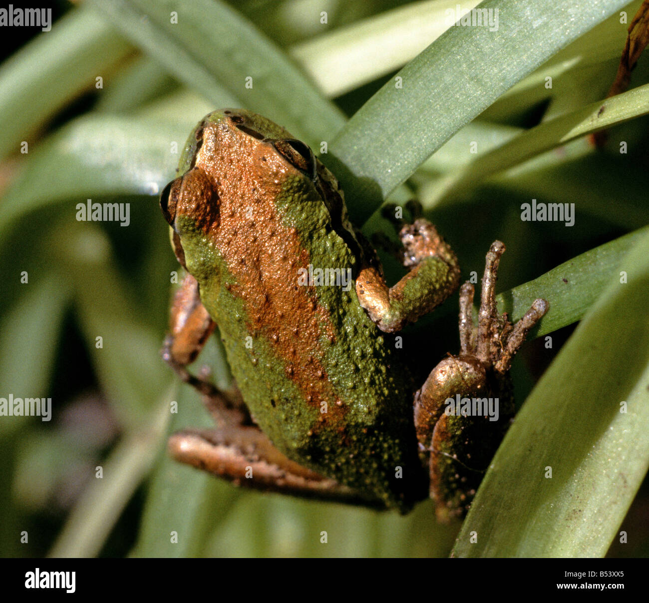 Rainette du Pacifique Hyla regilla dans un jardin de San Francisco Californie Banque D'Images