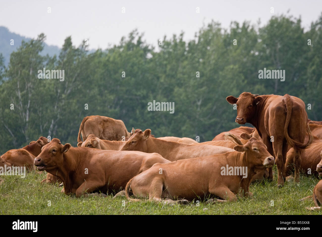 Un troupeau de vaches de Jersey se trouvent ensemble dans un champ avec la forêt et les collines en arrière-plan dans Charlevoix, Québec, Canada. Banque D'Images