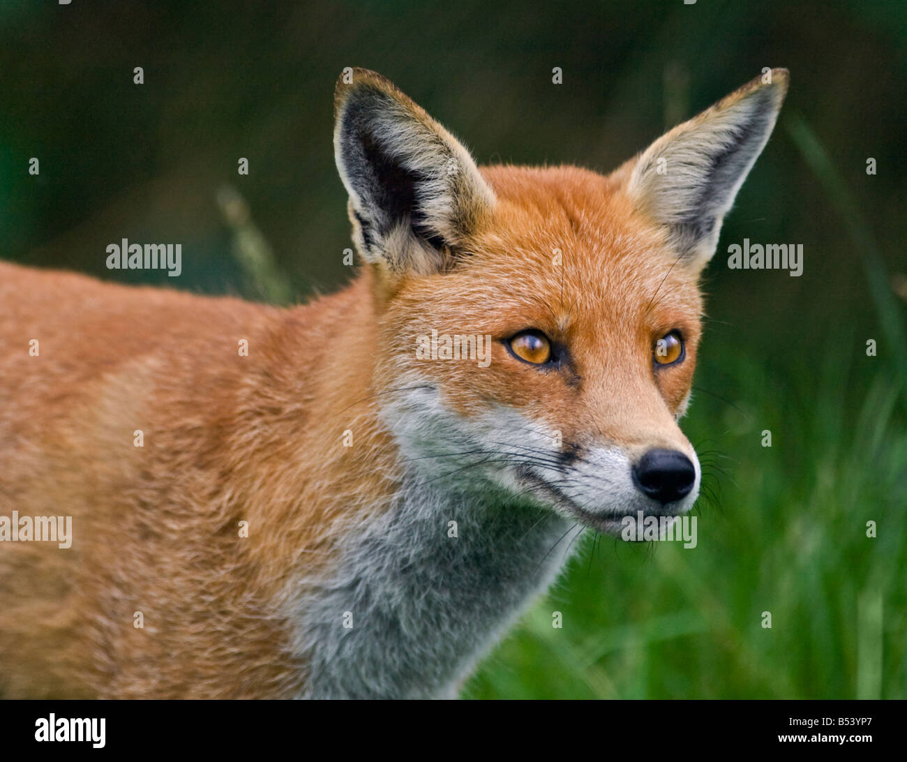 European Red Fox (Vulpes vulpes), Royaume-Uni Banque D'Images
