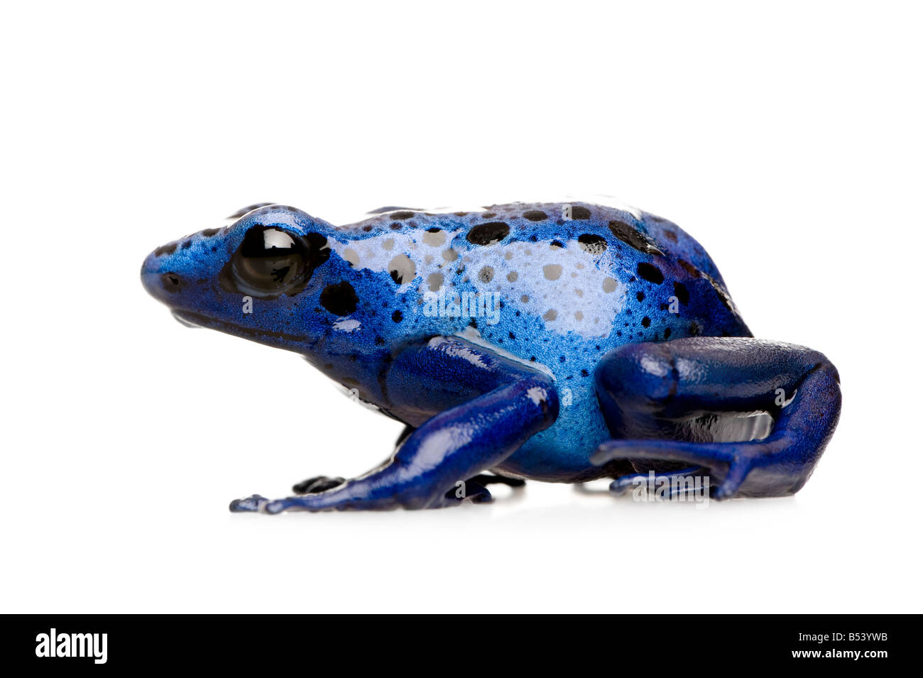 Dendrobates azureus devant un fond blanc Banque D'Images