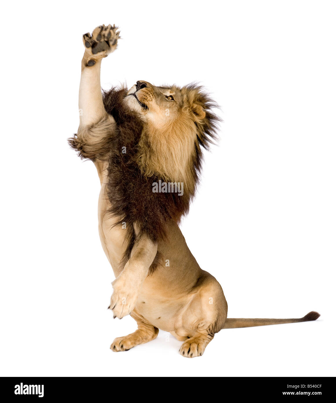 Lion 4 ans et demi, Panthera leo devant un fond blanc Banque D'Images