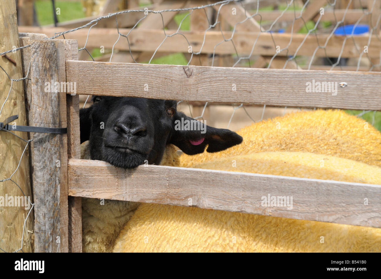 Peek-a-Maah moutons à Salon de l'agriculture à Northallerton Banque D'Images
