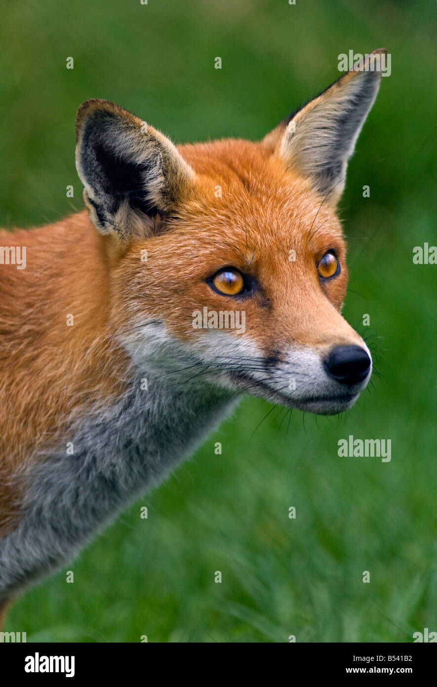 European Red Fox (Vulpes vulpes), Royaume-Uni Banque D'Images