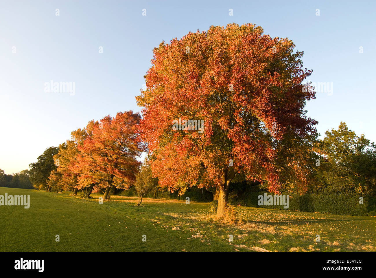 Les arbres d'automne dans le soleil du soir Banque D'Images