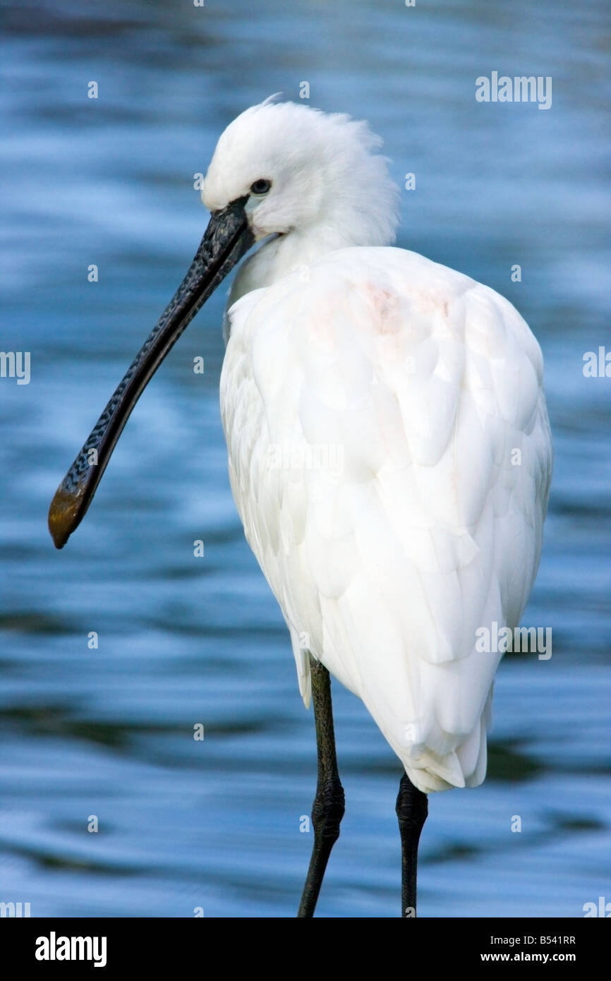 Spatule blanche - Platalea leucorodia commun. Banque D'Images