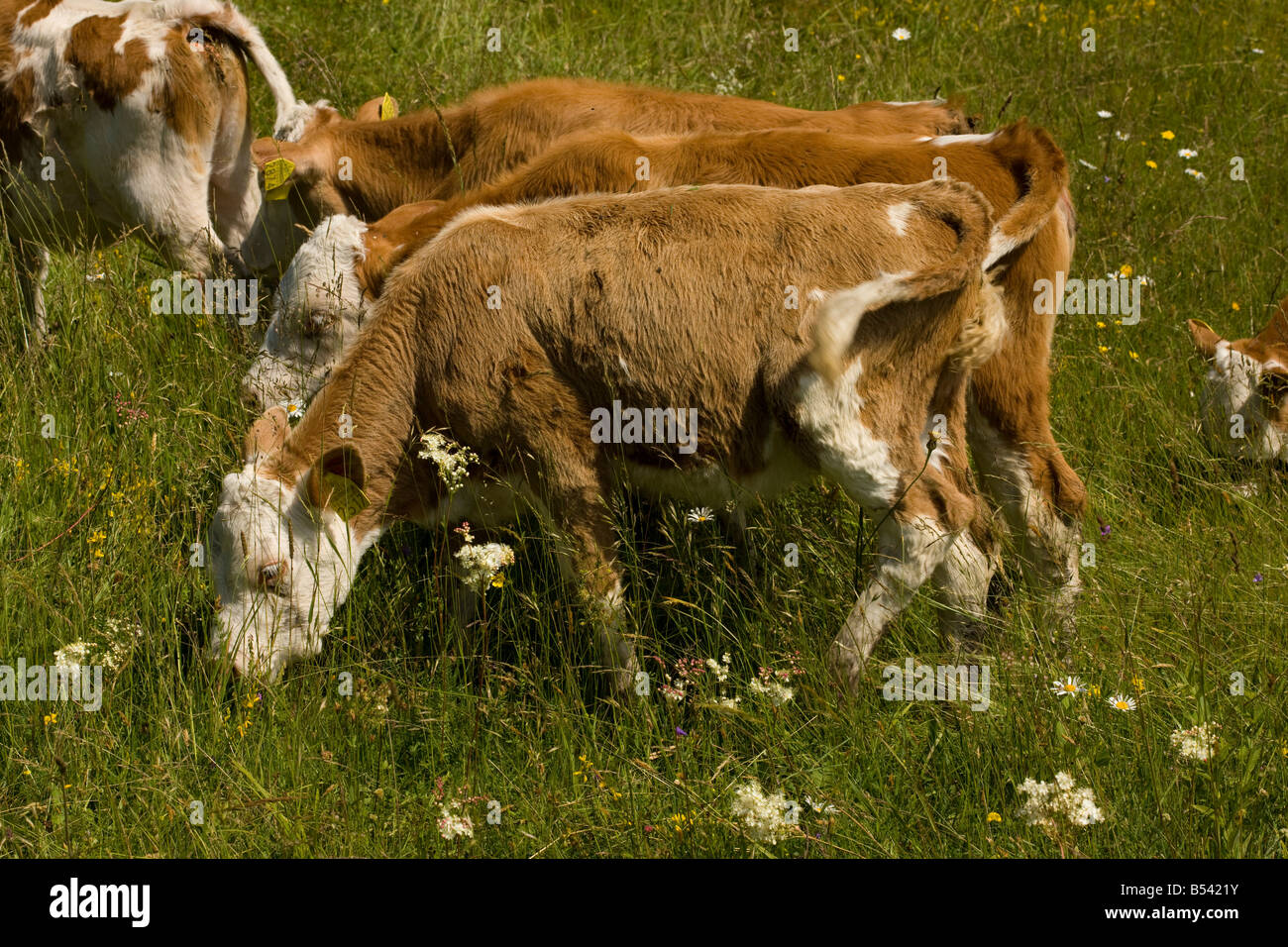 Le pâturage de prairies non bonifiés fleuri Bullocks Transylvanie Roumanie Banque D'Images