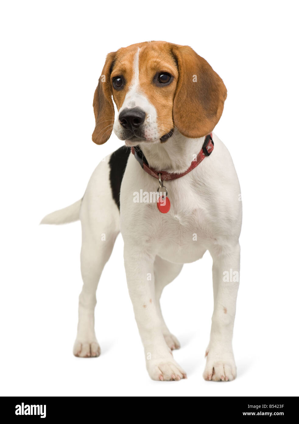 Beagle 8 mois in front of white background Banque D'Images