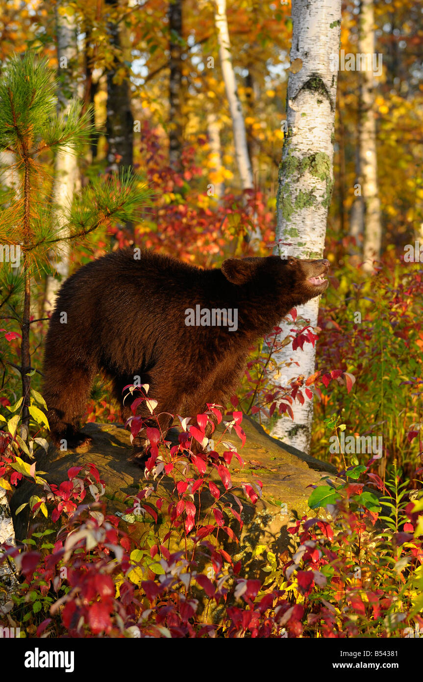 Ours noir sur un rocher montrant les dents dans une forêt de bouleaux du Minnesota avec couleurs d'automne au lever du soleil Banque D'Images