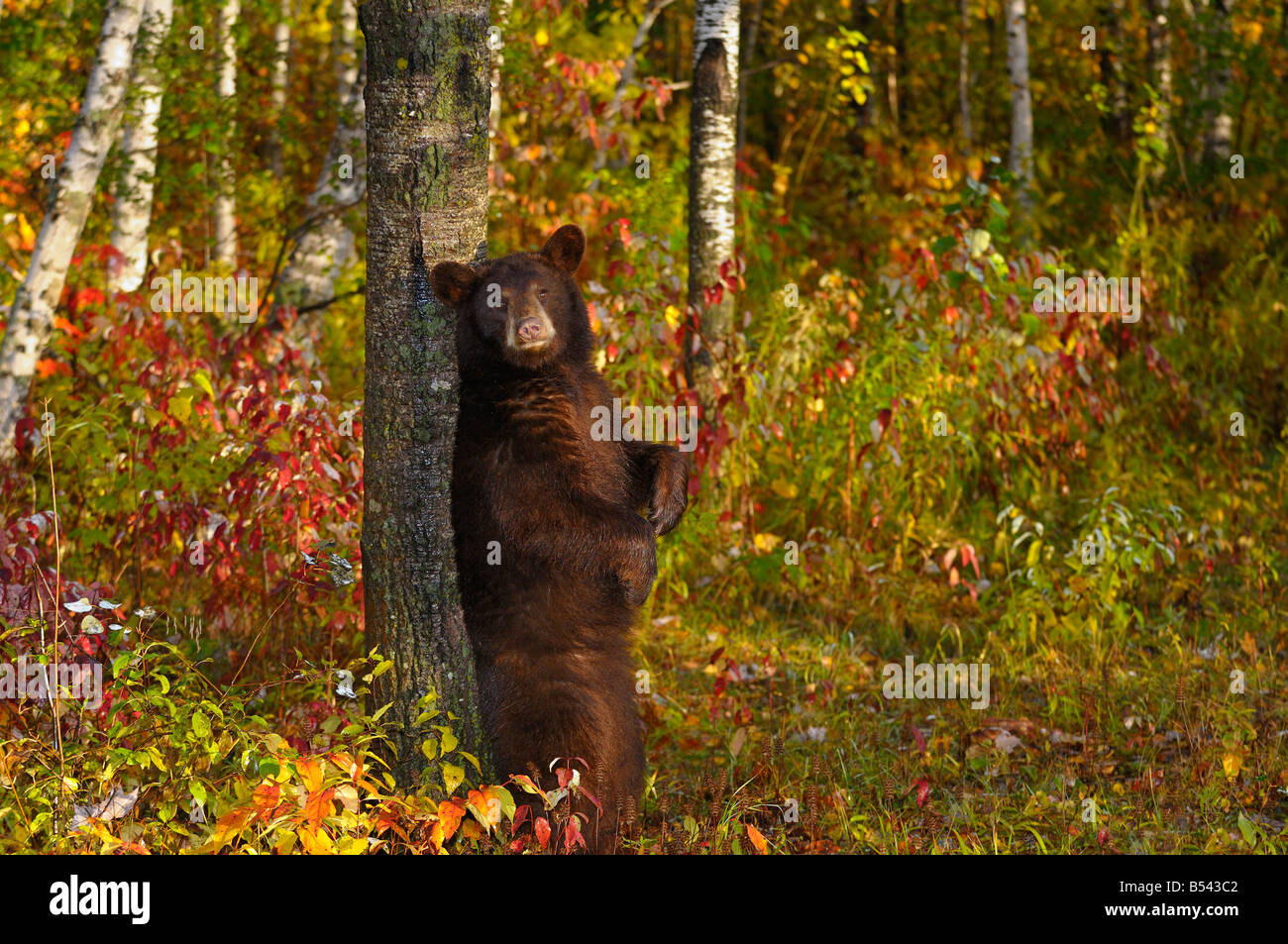L'ours noir américain se frottant le dos à un arbre dans une forêt d'automne au lever du soleil Banque D'Images
