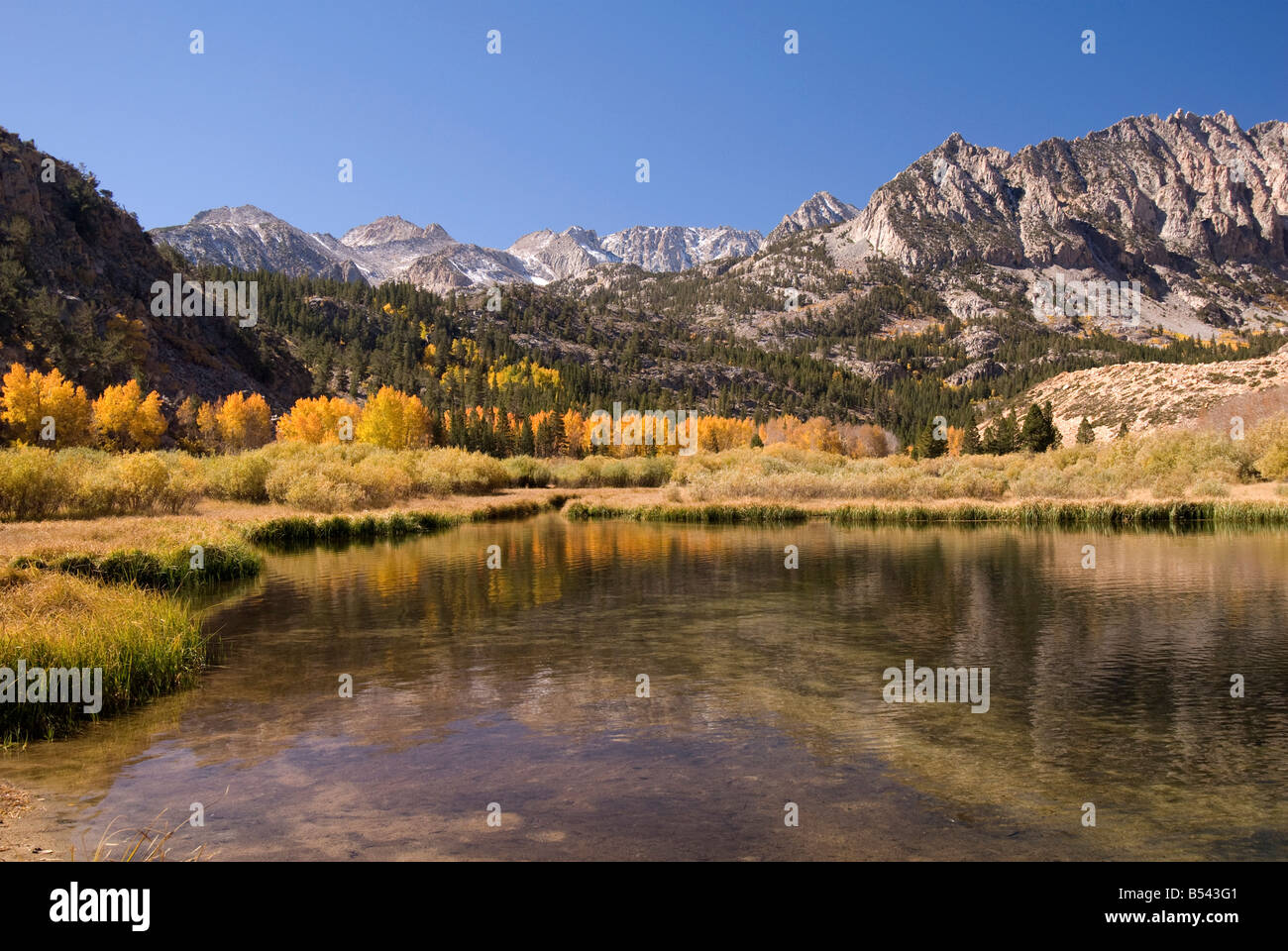 La couleur de l'automne dans la région de North Lake, évêque Creek, région Est de la Sierra, en Californie, aux États-Unis. Banque D'Images