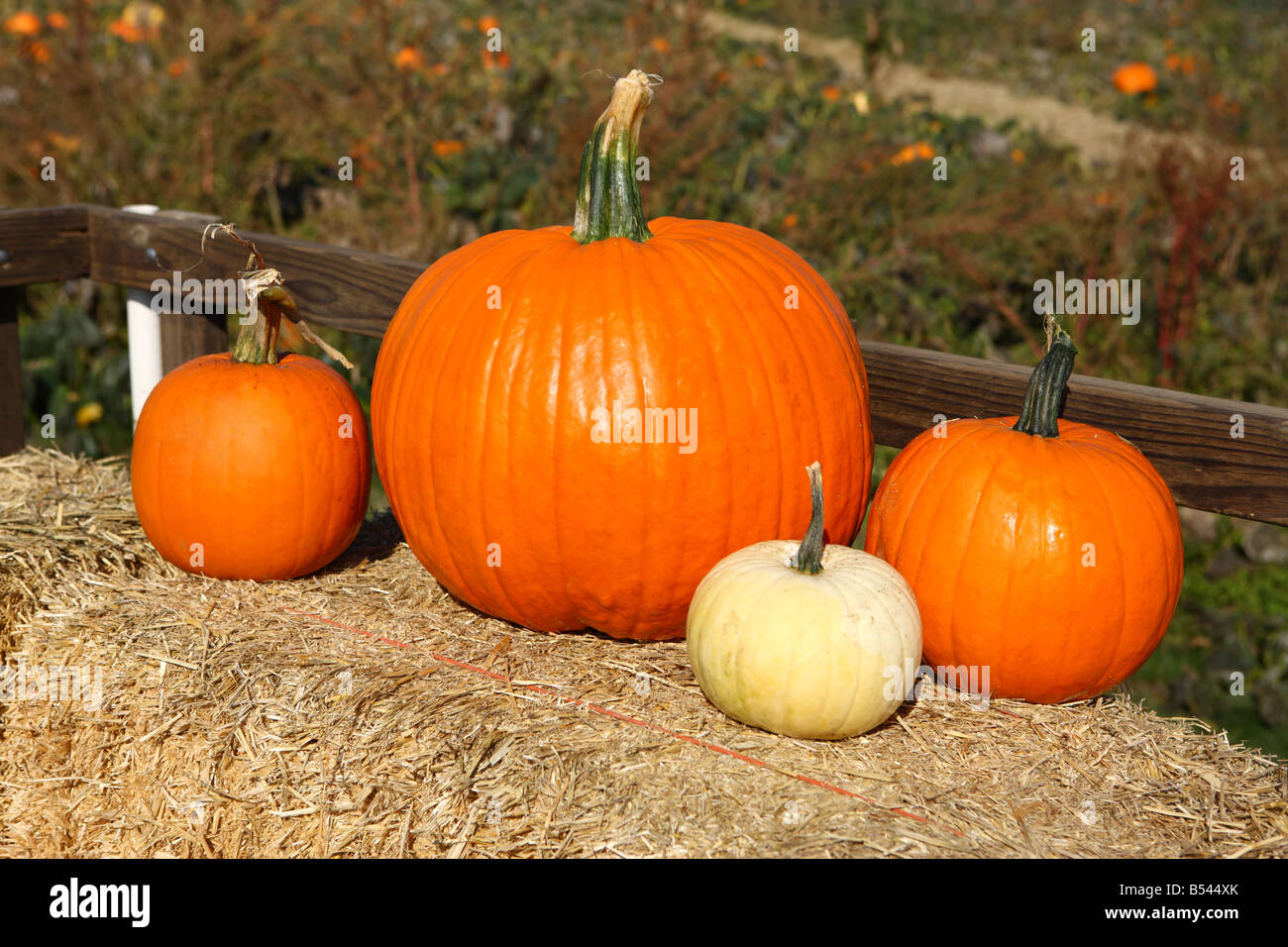 Pumpkins on bale of hay Oregon USA Banque D'Images