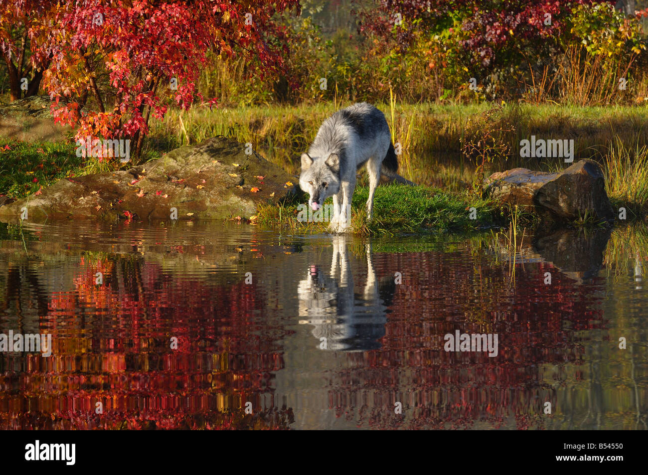 Loup gris bois nez lécher après avoir bu de l'eau à une rivière entourée de couleurs d'automne Canis Lupus Minnesota USA Banque D'Images