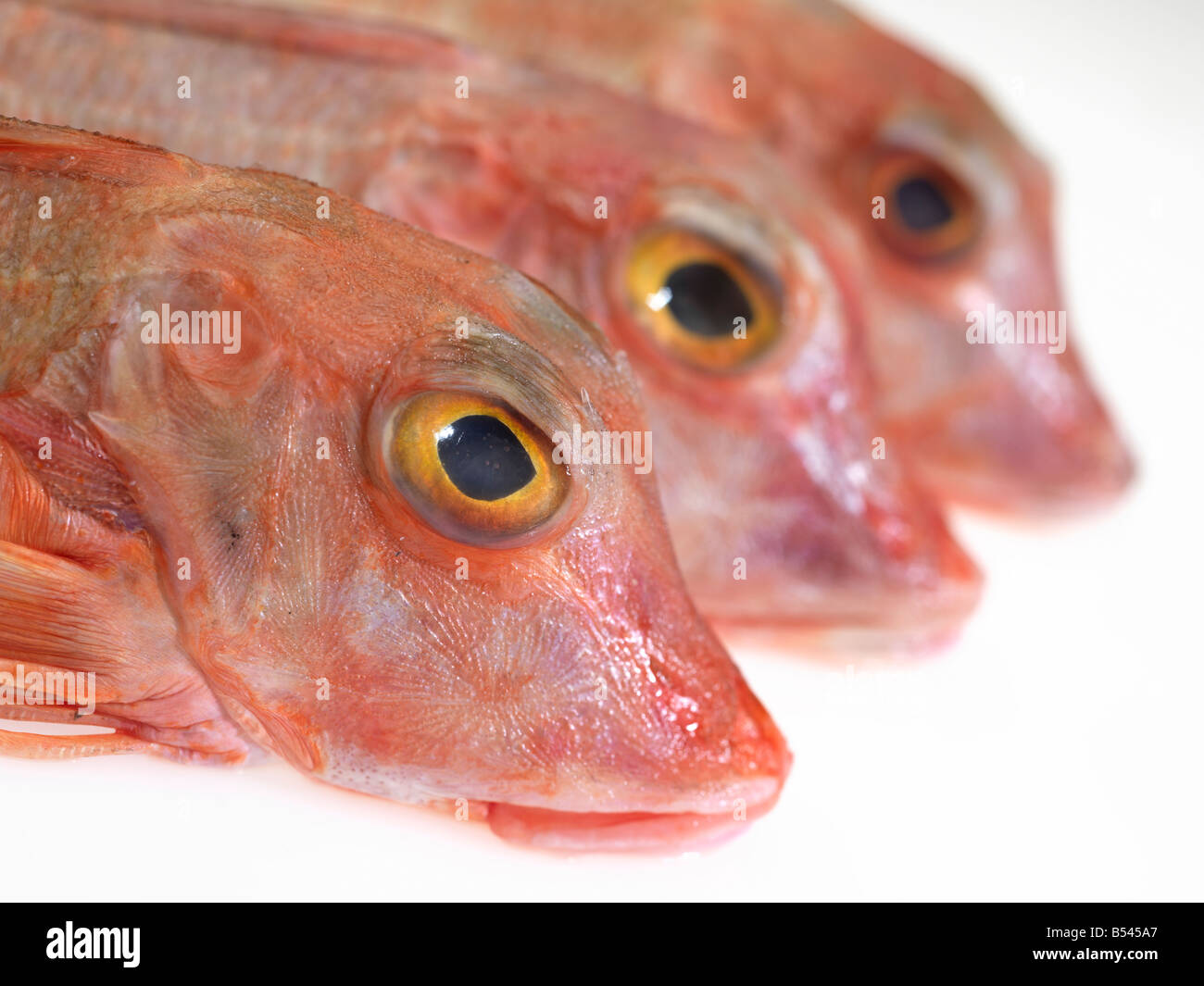 Le grondin 3 têtes de poisson avec le point de focus sur le 1er poisson. Banque D'Images