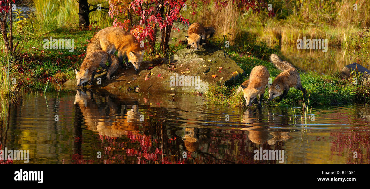 Panorama de la famille de renards roux de l'alcool à bord des rivières à l'automne avec les réflexions de la feuille d'érable rouge Banque D'Images
