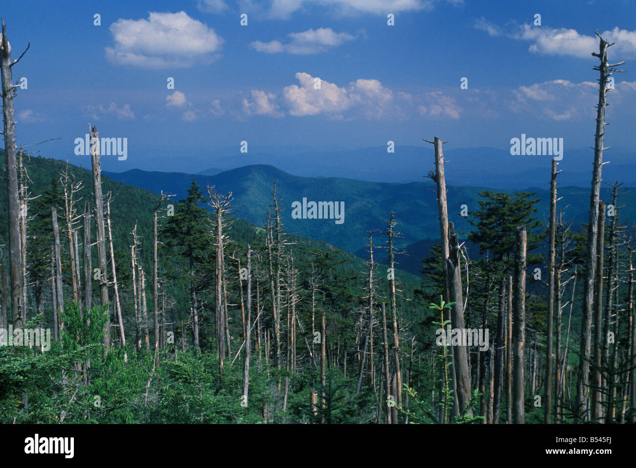 Effets des pluies acides sur les Great Smoky Mountains de Caroline du Nord USA Banque D'Images