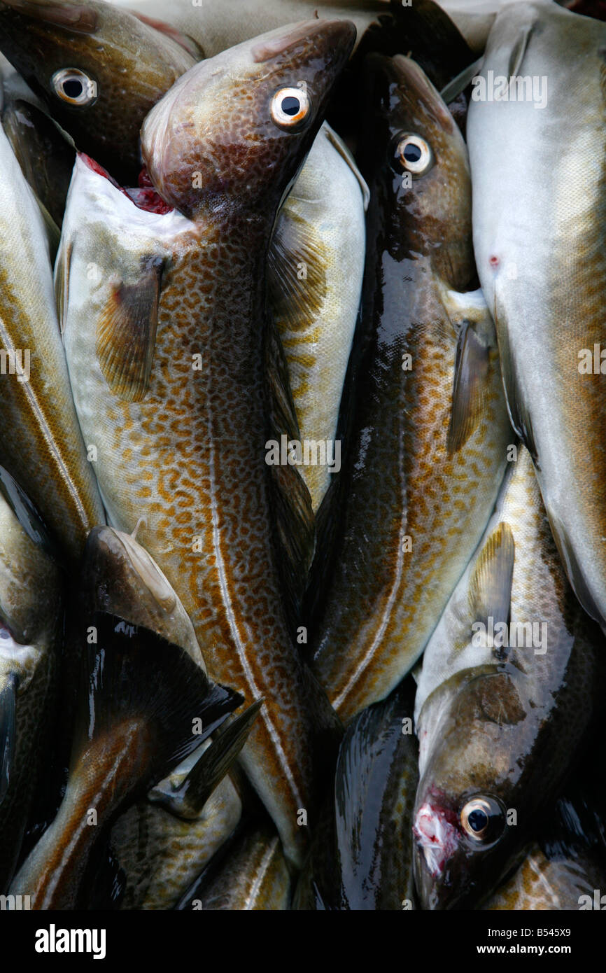Août 2008 - Poisson en Braettet Kolonihavn situé au marché où les pêcheurs vendant le jour s'attraper Nuuk Groenland Banque D'Images