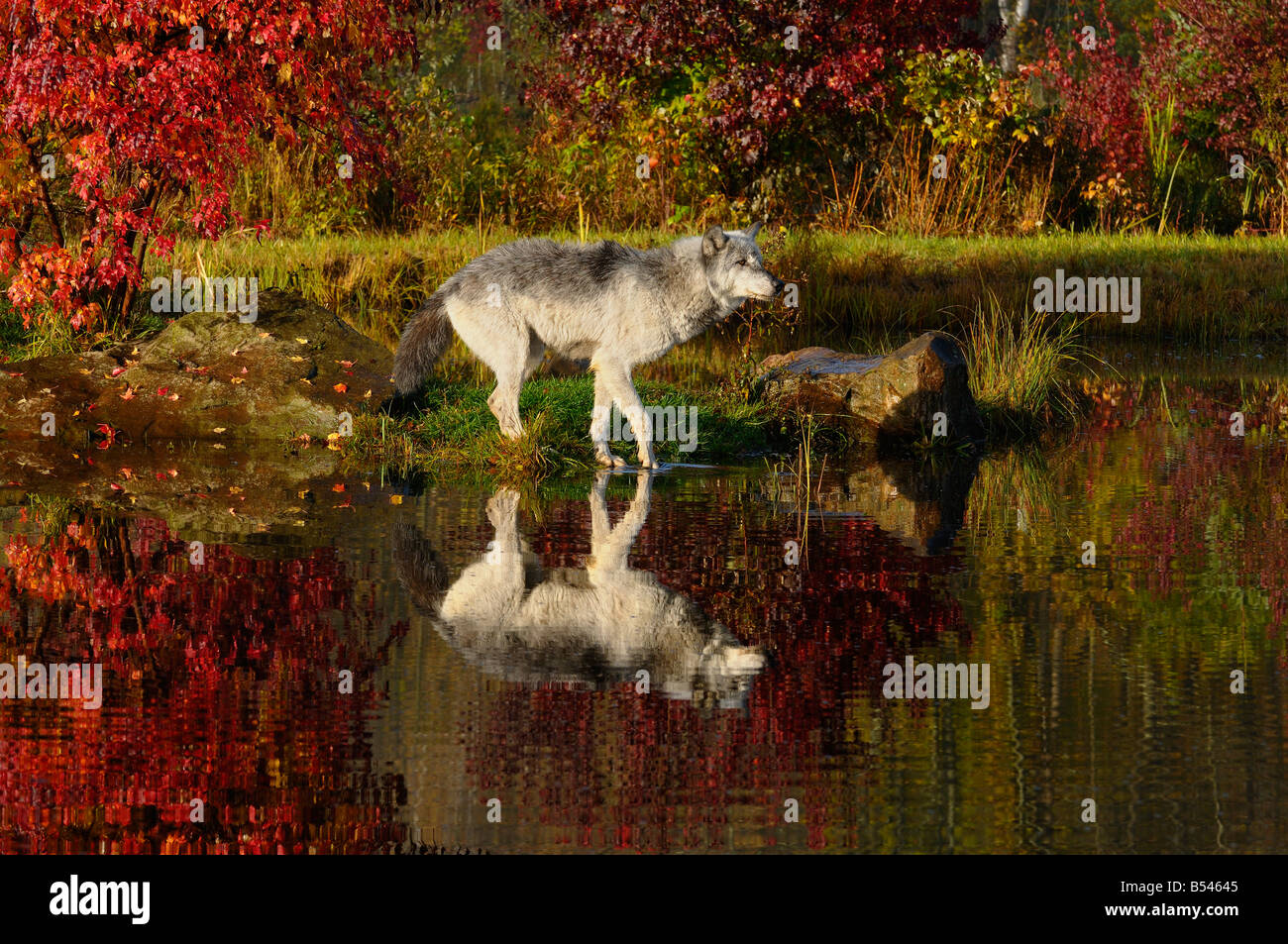 Loup gris toe pendage dans l'eau d'une réflexion au bord de la rivière entourée de couleurs d'automne Banque D'Images