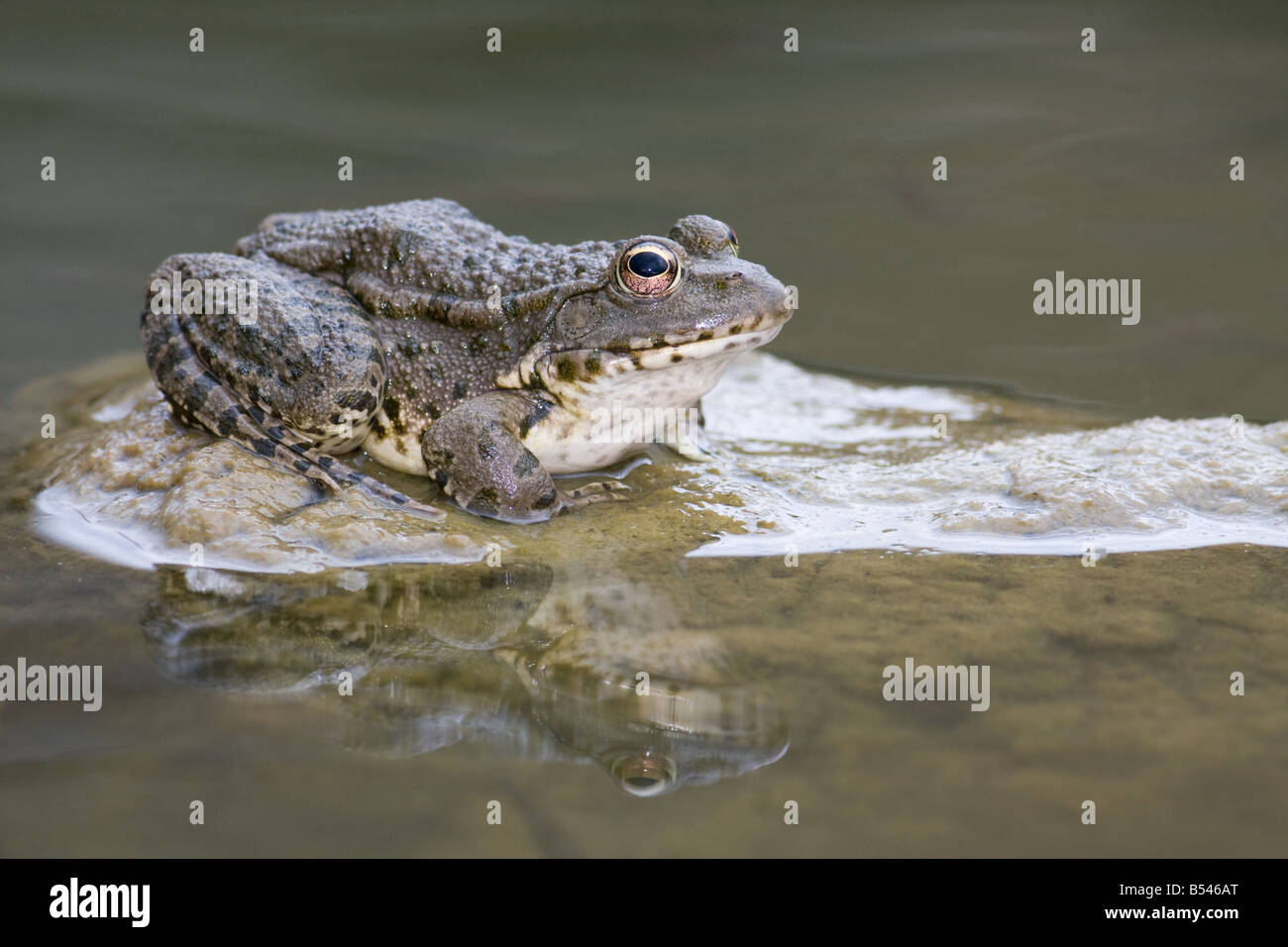 Grenouille des marais/LAC/Grenouille Grenouille, Rana ridibunda rire/Pelophylax ridibundus Banque D'Images