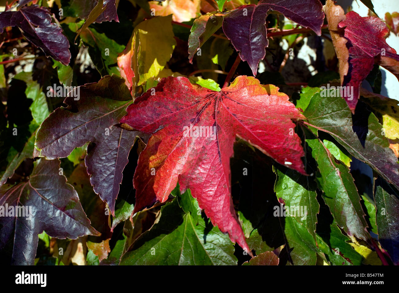 Virginia creeper Parthenocissus quinquefolia automne rouge brun chaud doré Banque D'Images