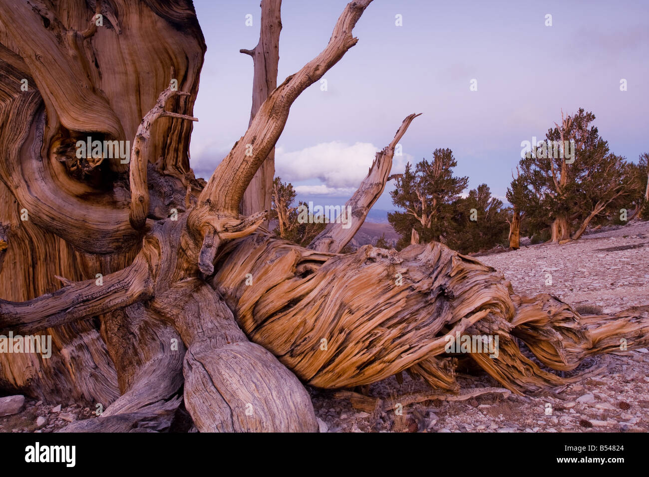 Bristlecone Pine Grove patriarche, Forêt, Montagnes Blanches Banque D'Images