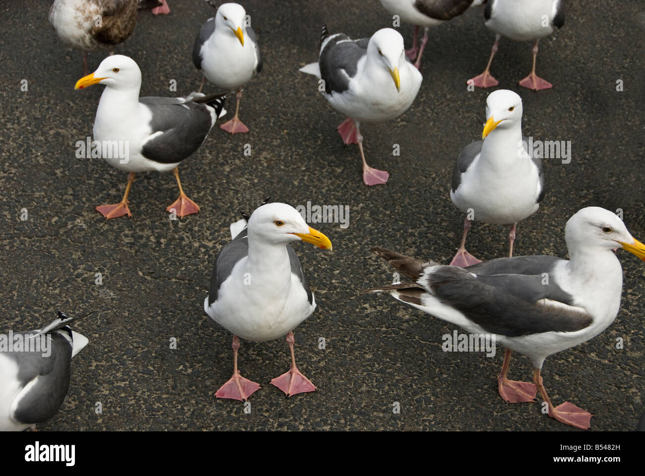 Groupe de mouettes debout sur trottoir en Californie Eureka stationnement Banque D'Images