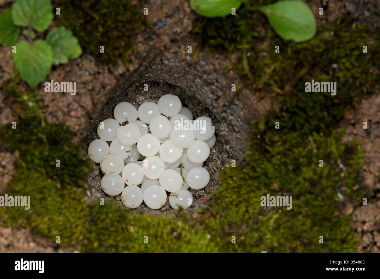 Escargot romain, les escargots escargot, escargots (Helix pomatia), oeufs Banque D'Images