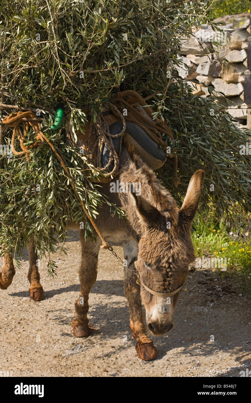 Âne transportant une charge lourde de branches d'oliviers Mani Peninsula Peloponnese Grèce du sud Banque D'Images