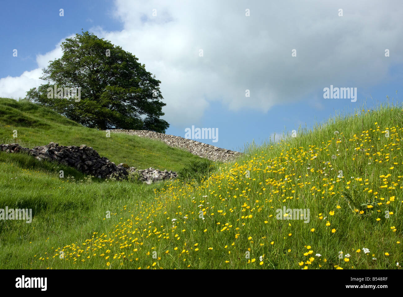 Des murs en pierre et des renoncules dans un champ à derbyshire stoney Middleton and chatsworth dale Banque D'Images