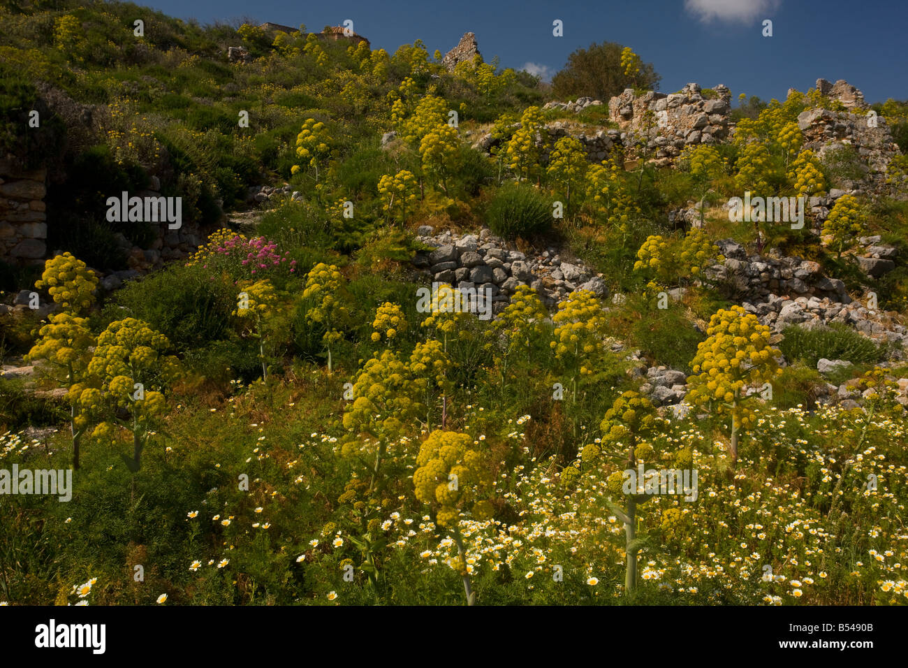 Ferula communis Fenouil géant en fleur parmi les anciennes ruines à Monemvassia Péloponnèse Banque D'Images