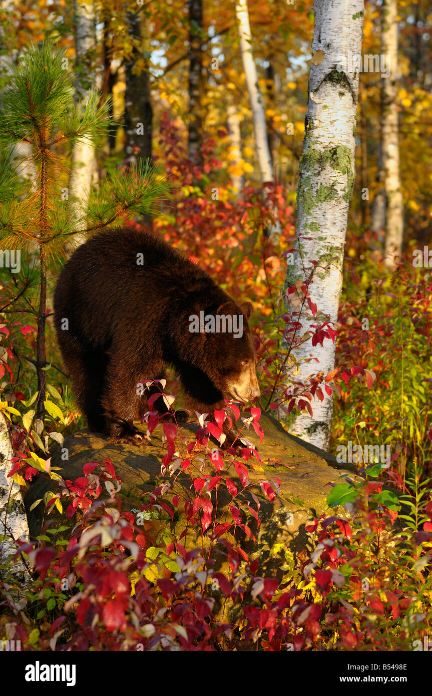 Ours noir sur un rocher dans une forêt de bouleaux du Minnesota avec couleurs d'automne au lever du soleil Banque D'Images