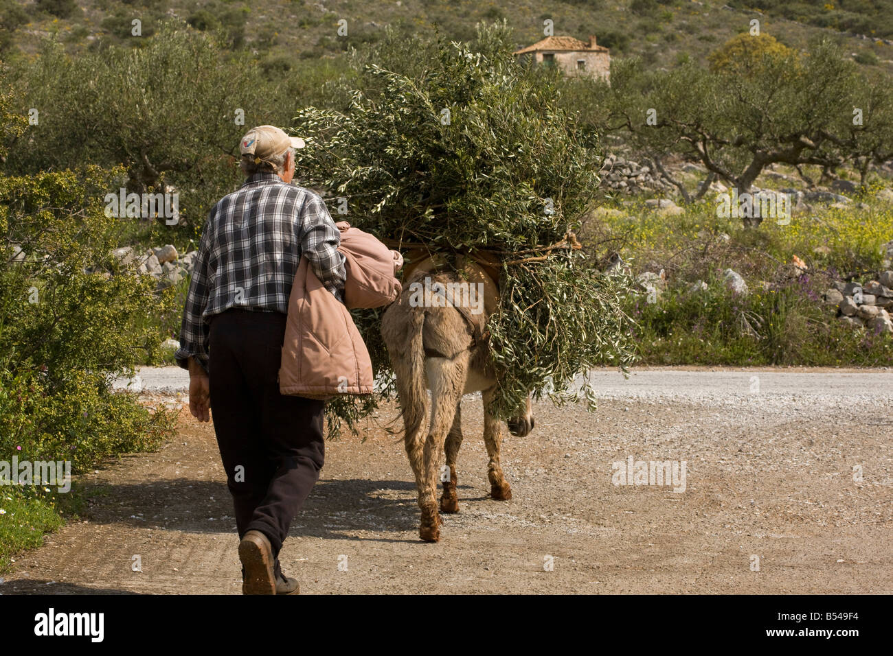 Âne transportant une charge lourde de branches d'oliviers Mani Peninsula Peloponnese Grèce du sud Banque D'Images