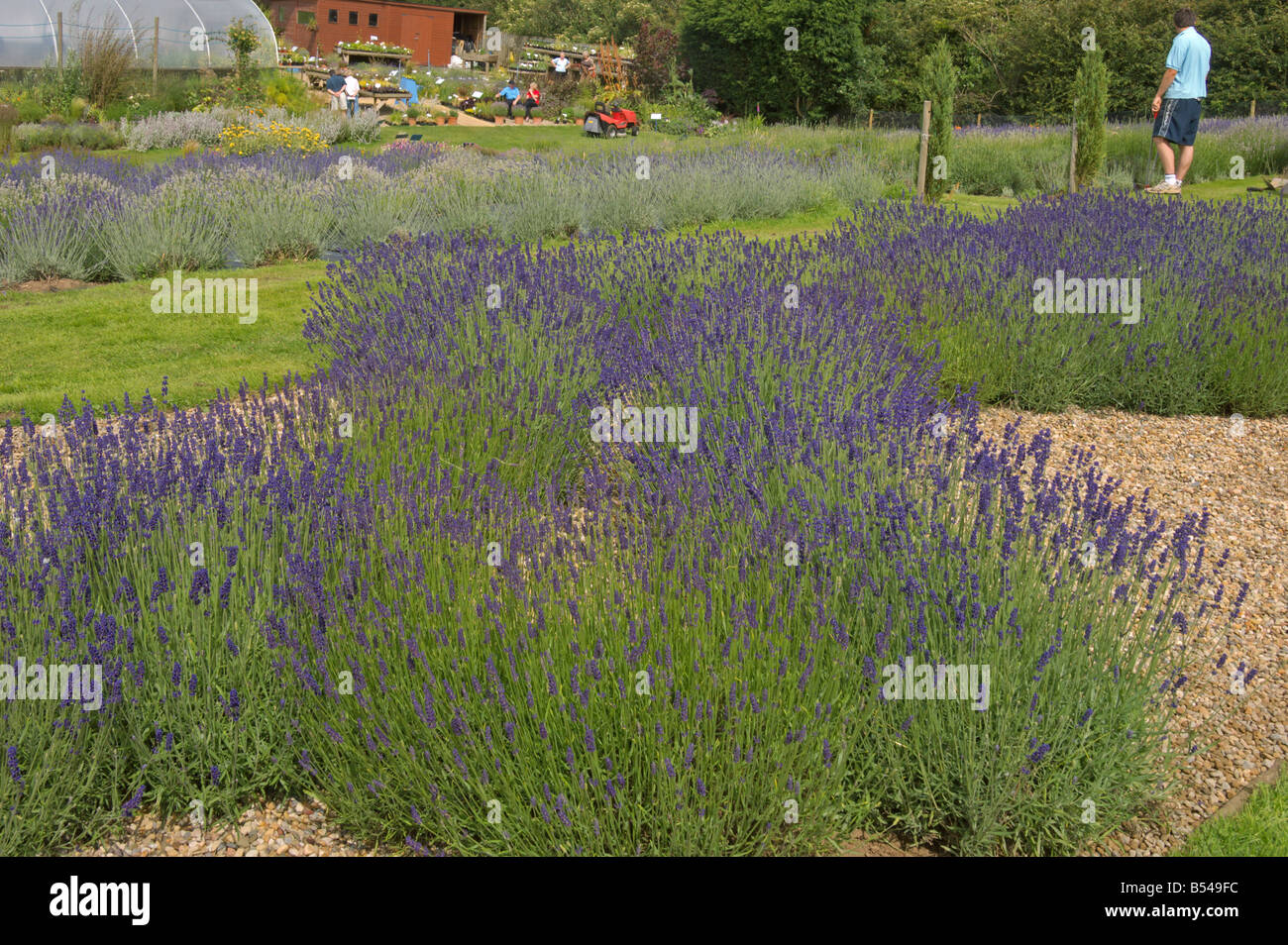 Yorkshire Lavender Howardian Hills Terrington Yorkshire Angleterre Juillet 2008 Banque D'Images