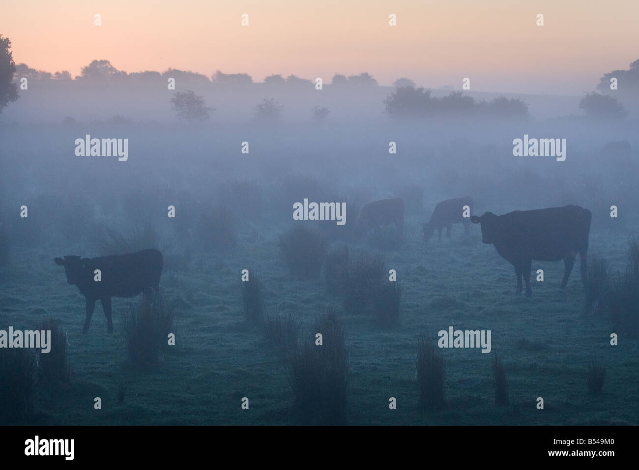 Le bétail à l'aube d'octobre Norfolk Banque D'Images