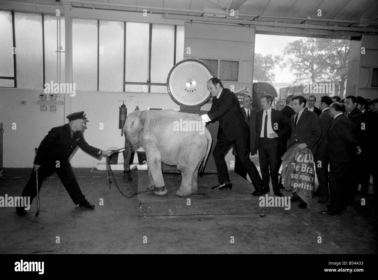 Lulu le bébé éléphant à Chessington Zoo, a été pesé, pour Lulu était la  vedette d'un concours organisé par Tyne marque, pour les concurrents de  juger ce que Lulu's poids serait à