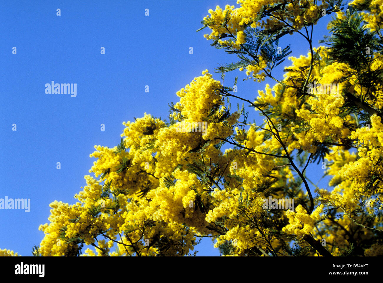 Jaune Mimosa fleur d'hiver méditerranéen Banque D'Images