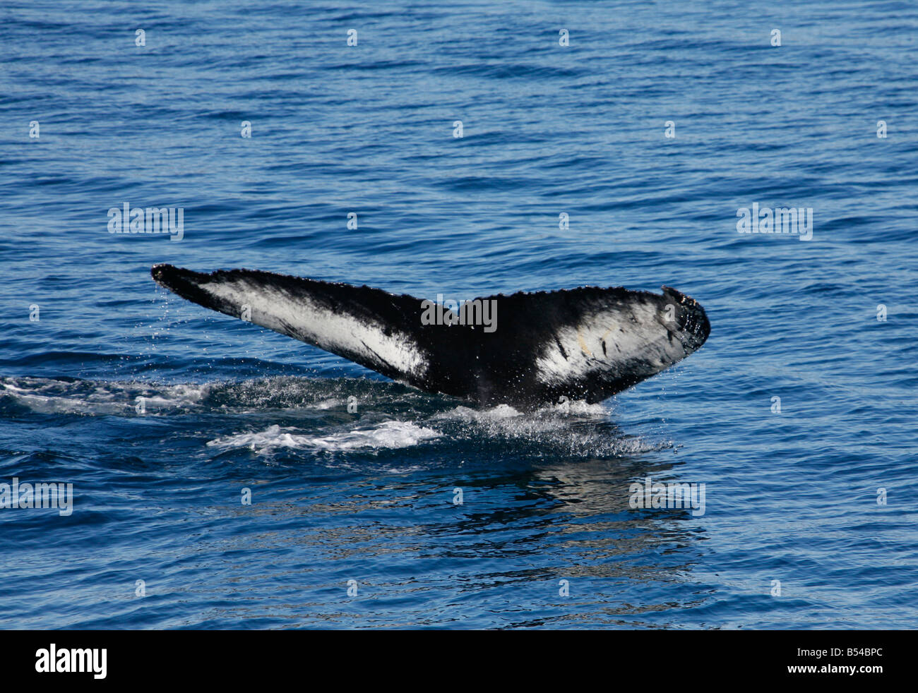 Août 2008 - La Queue d'une baleine à bosse Greenalnd Banque D'Images
