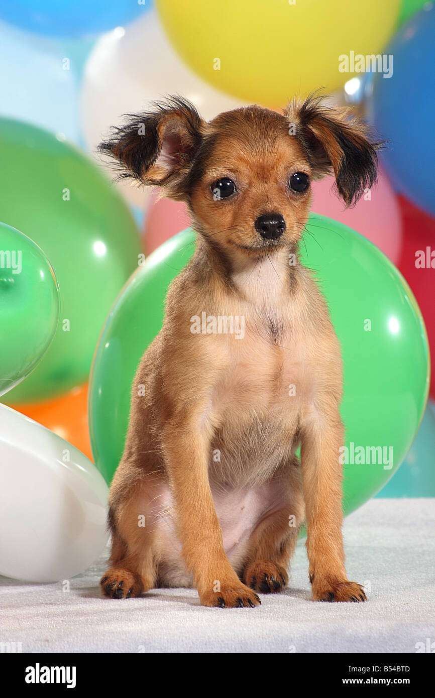 Russian Toy Terrier - assis en face de ballons Banque D'Images